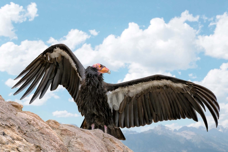 Second Endangered Condor Killed: Utah Officials on the Hunt for Poachers