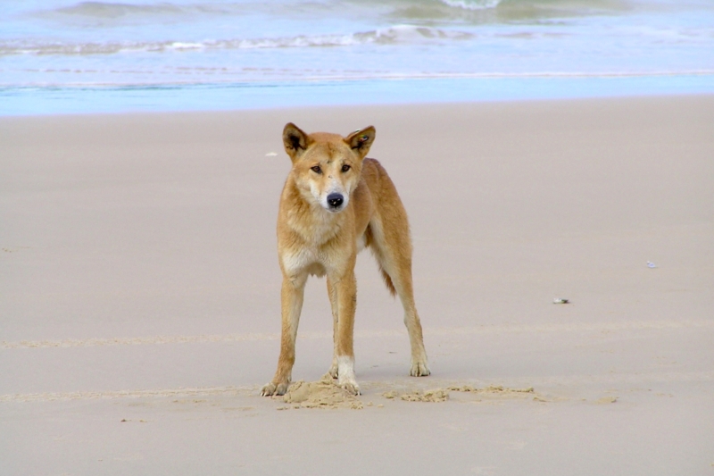 16 Dingo Attacks This Year Prompt Possible Camping Bans at World Heritage Site