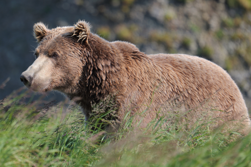 No Good, Very Bad Day: Hunter Mauled AND Shot During Alaskan Brown Bear Attack